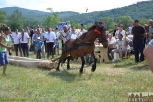 160605-koni-StriletskiyKut-Bukovyna-fakty.cv.ua (274)-copy